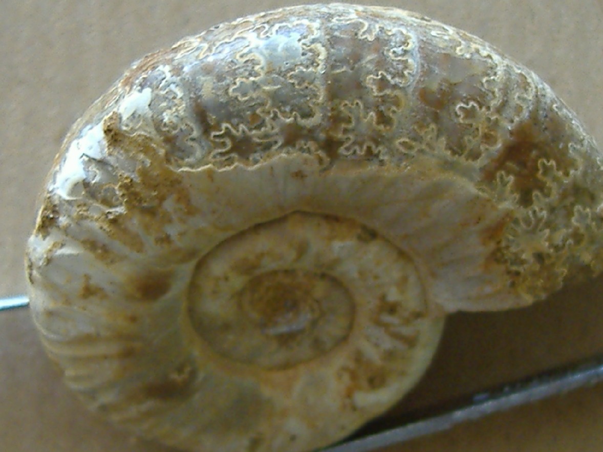 AMMONITE 1